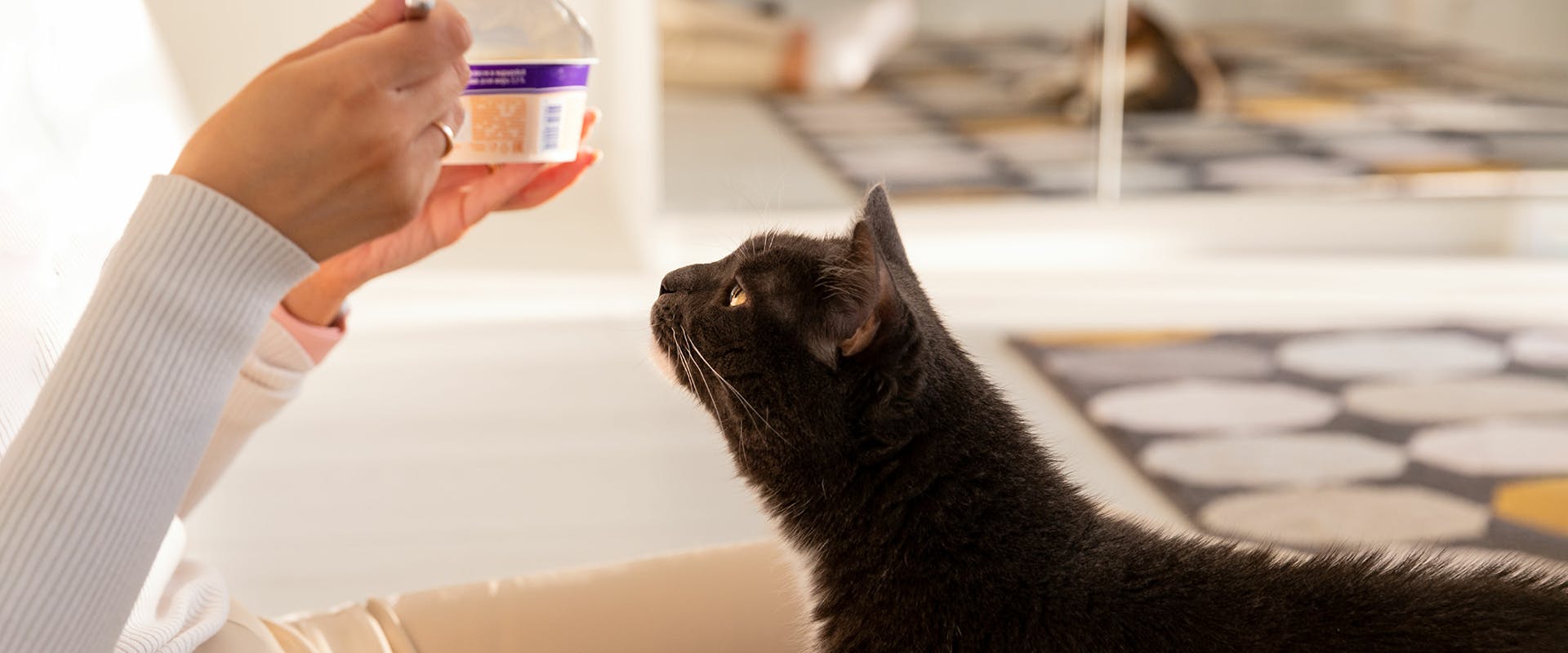 Is yogurt top harmful to cats